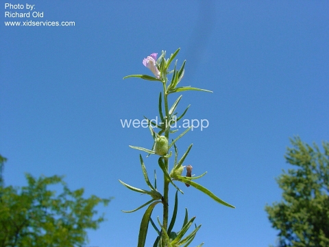 snapdragon, lesser